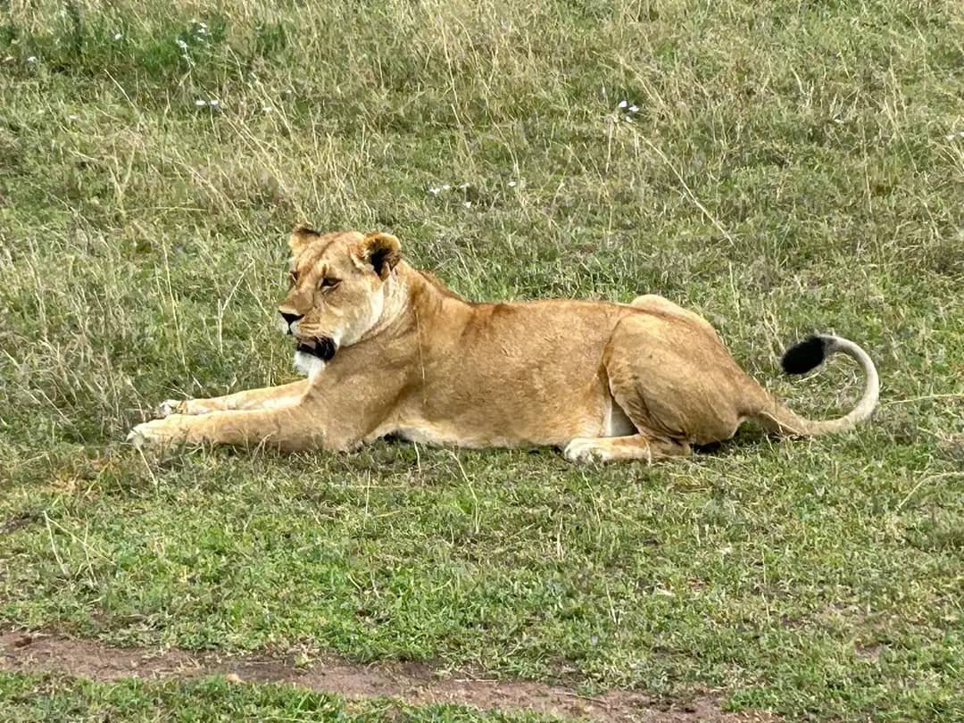 2 Days Tanzania Safari