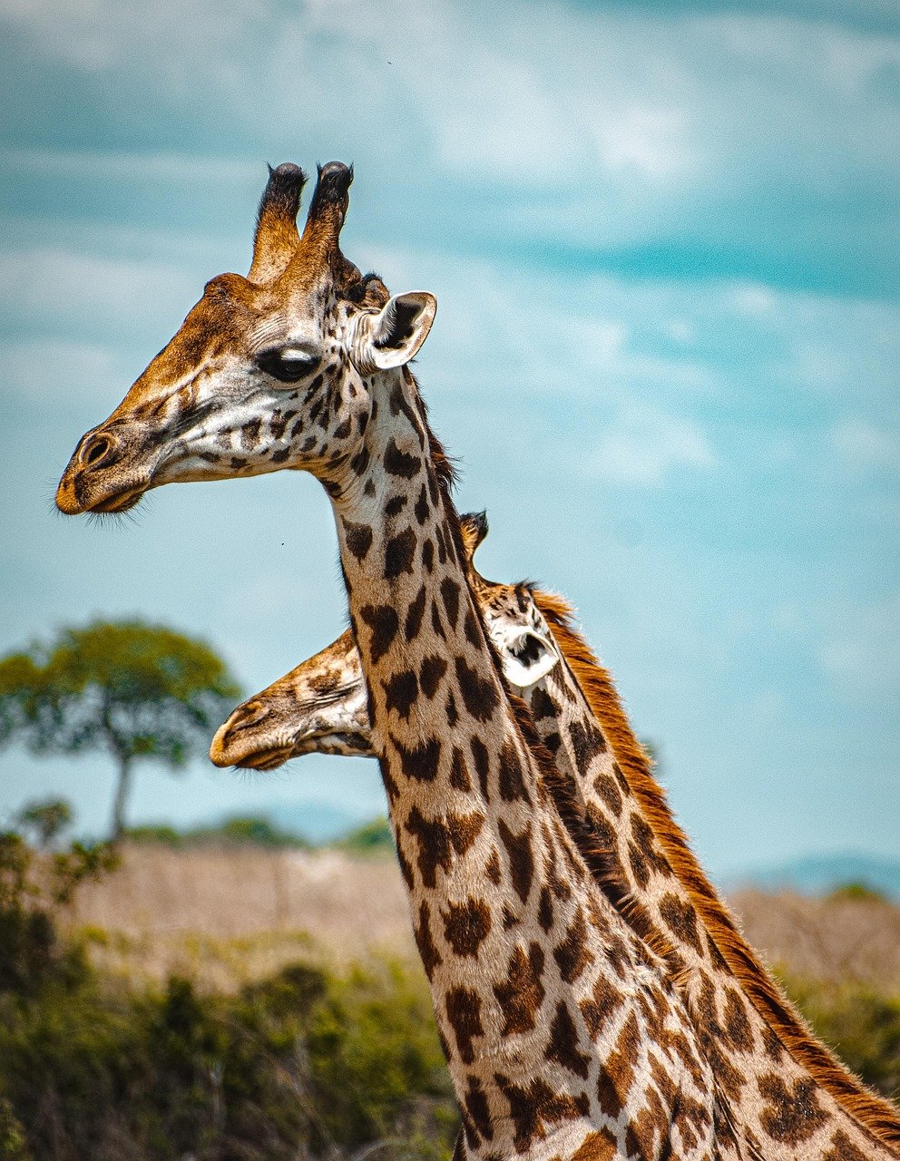 2 Days Tanzania Safari